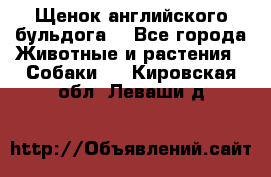 Щенок английского бульдога  - Все города Животные и растения » Собаки   . Кировская обл.,Леваши д.